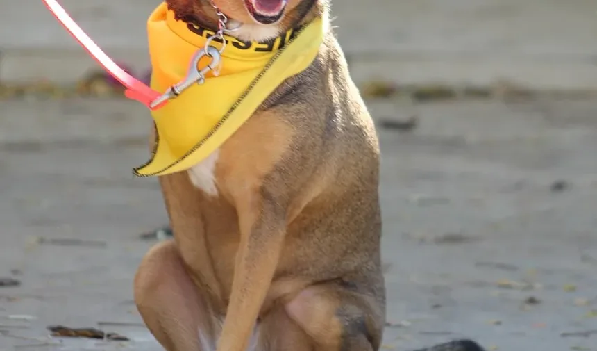 Por Que Meu Cão Me Olha de Costas?