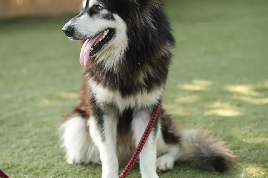 Por Que Meu Cachorro Me Encarra Quando Faz Cocô?