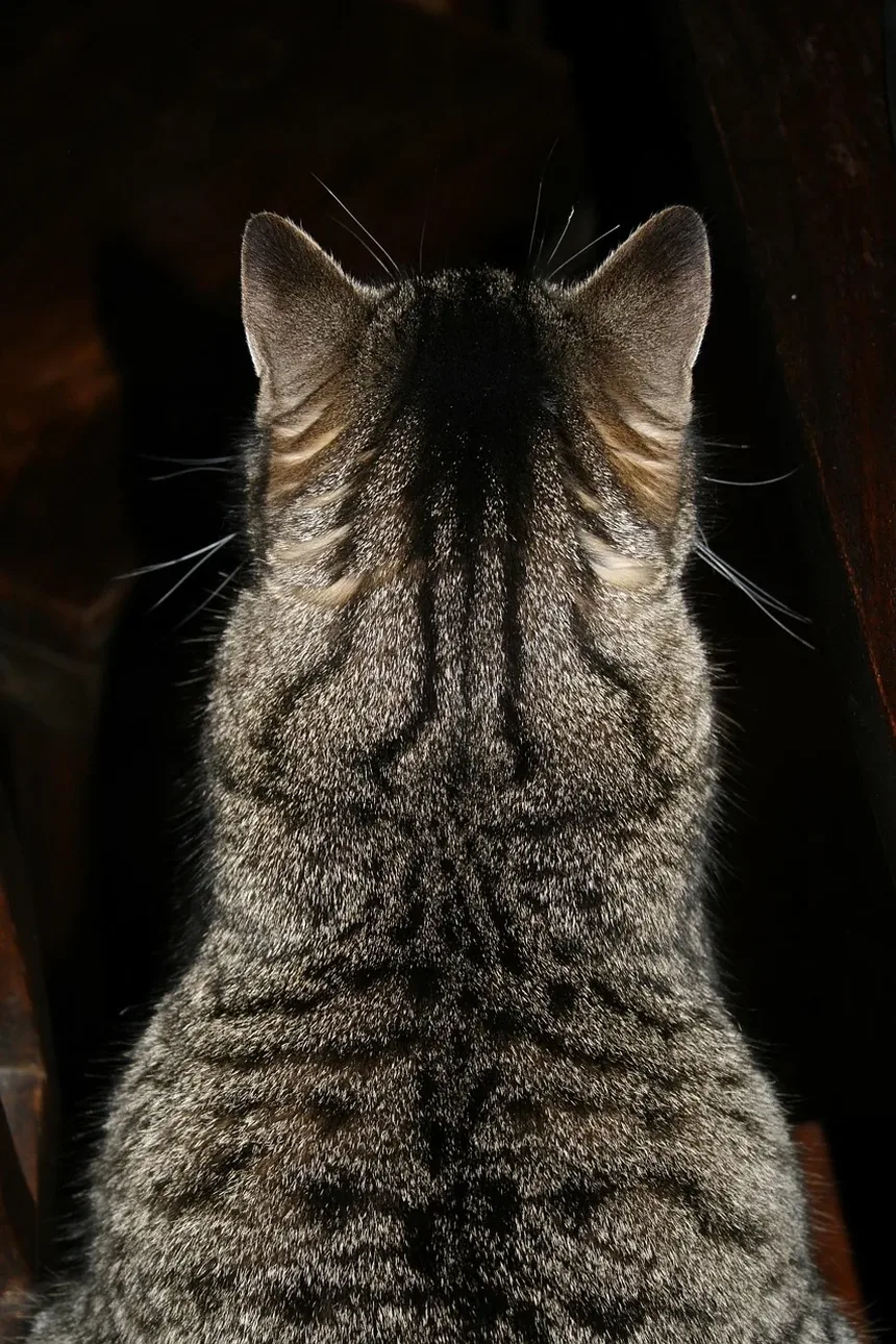 Por que minha gata está sendo agressiva com os filhotes?