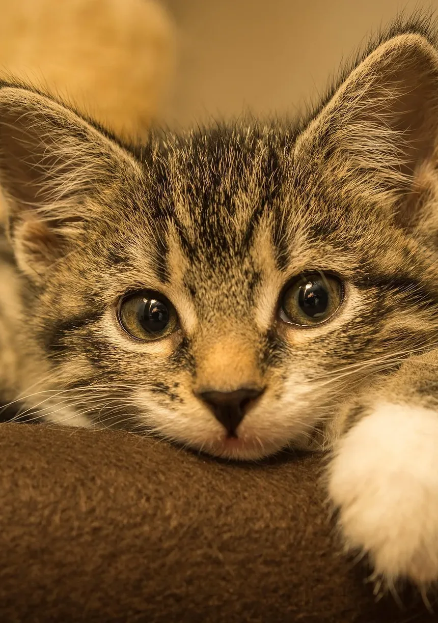Por que minha gata está sendo agressiva com os filhotes?