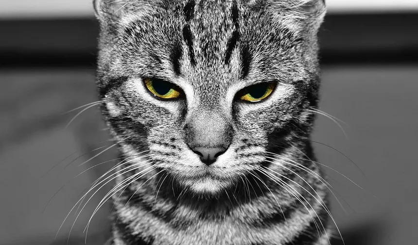 Por que minha gata está sendo agressiva com os filhotes?