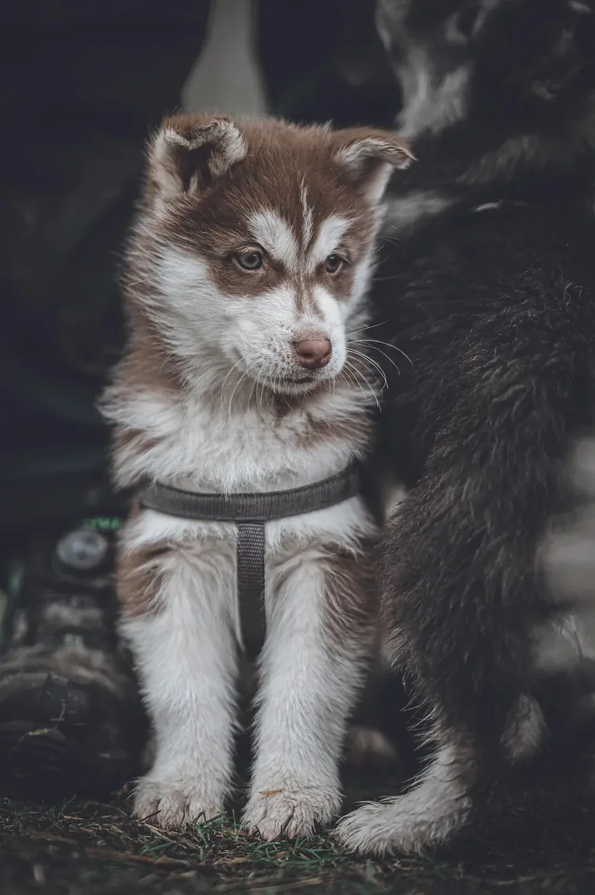 Por Que Meu Gato Está Sendo Agressivo com Meu Cachorro?