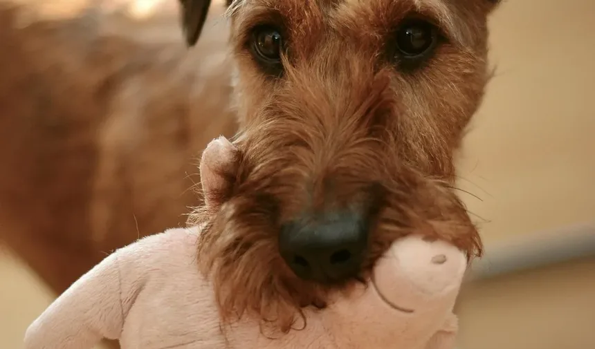 Por Que Meu Gato Está Sendo Agressivo com Meu Cachorro?
