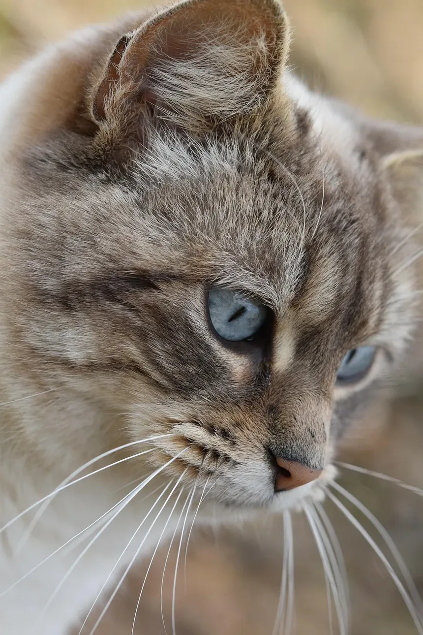 Por que minha gata grávida está agressiva?