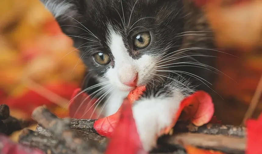 Por que minha gata grávida está agressiva?